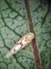 Zygina rorida